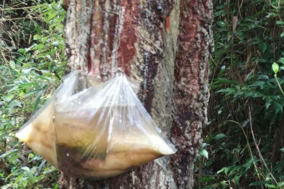 Forestry fat harvesting